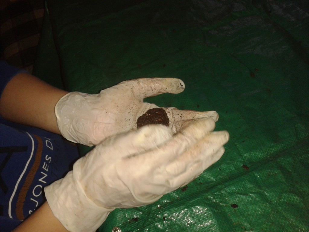 SeedBomb rollen
